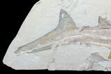 m () Cretaceous Sand Tiger Shark With Pos/Neg - Museum Quality #86767-2